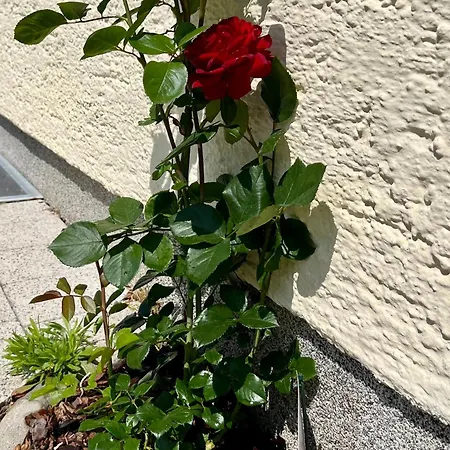 Salzkammergut Hideaway Rudolph Apartman *